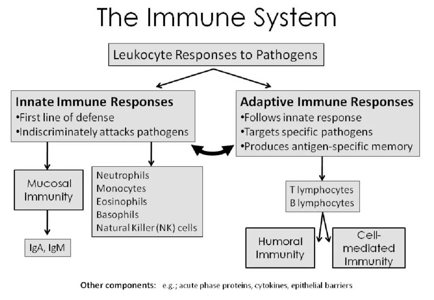 System of appear. Components of the immune system. components of innate immune system. adaptive immune system. development of the immune system.