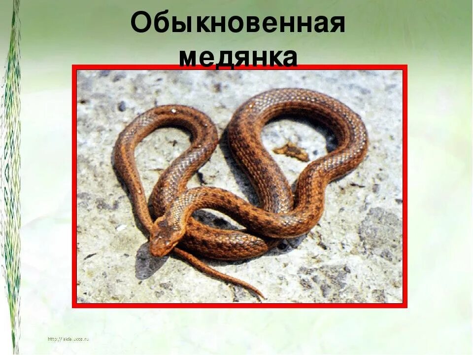 Змея медянка змея медянка. Медянка поволжья. Змея медянка обыкновенная. Медянка змея медянка. Медянка змея.