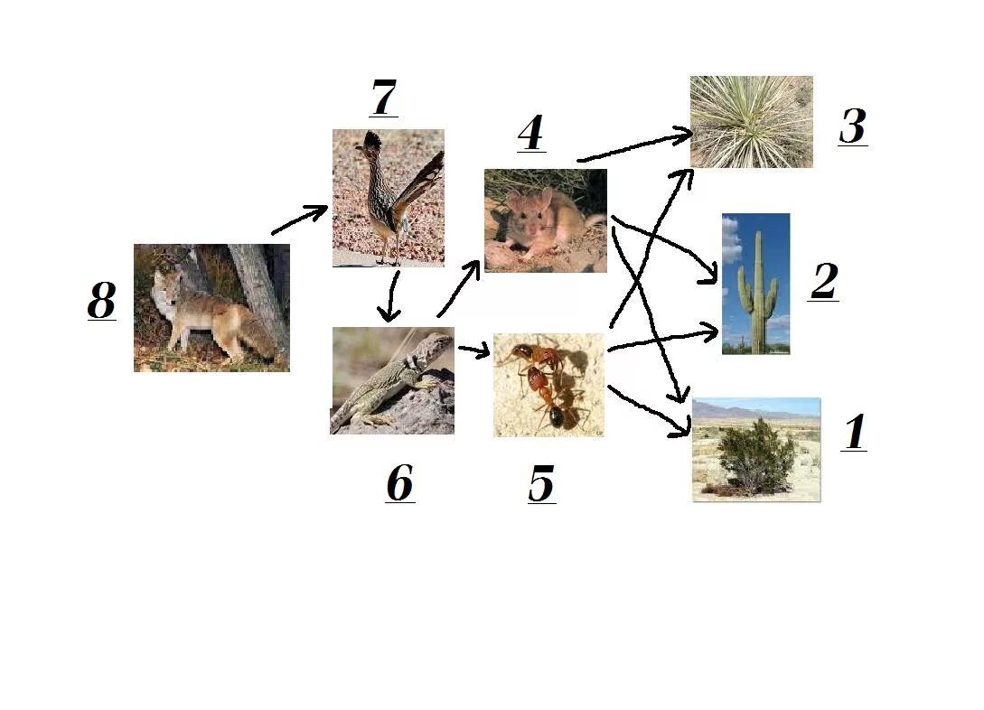 Составь цепи питания пустыни. Цепь питания пустыни. Схема цепи питания жаркой пустыни. Цепь питания в пустыне. Цепи питания в зоне пустынь России.