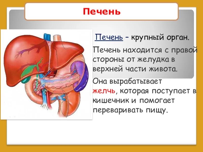 Печень где находится с какой