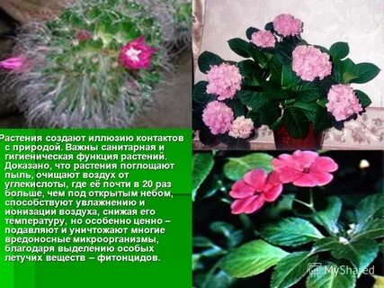 Доказано растения