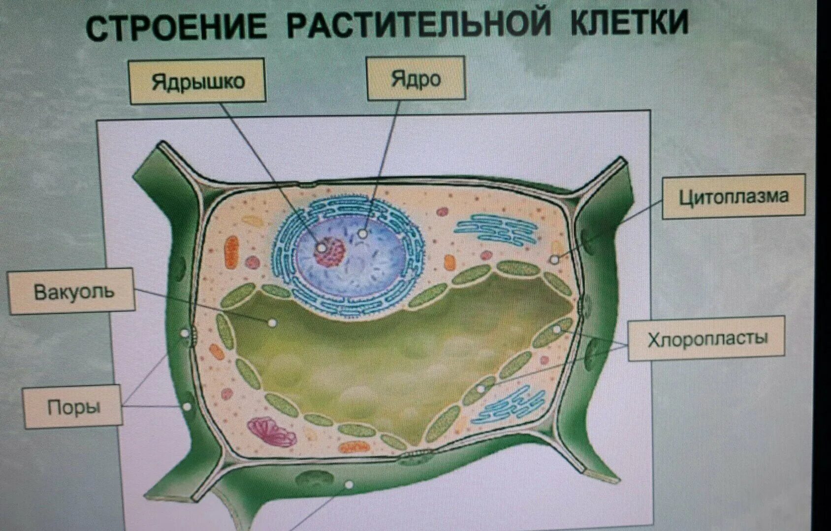 Клетки биология 6 класс растительная клетка. Модель растительной клетки 6 класс биология. Клетка растения 6 класс биология рисунок. Строение растительной клетки 5 класс биология. Рисунок модели клетки