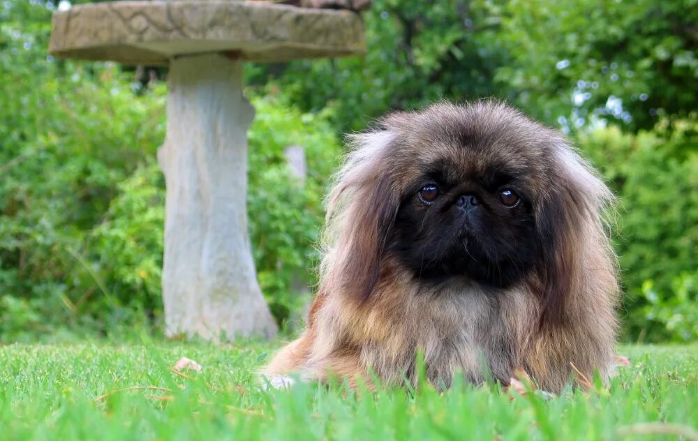 Шпиц стандарт. Рассказ о породе пекинес 2. Тибетский спаниель длинношерстный. Пекинес характеристика породы. Карликовый пекинес.