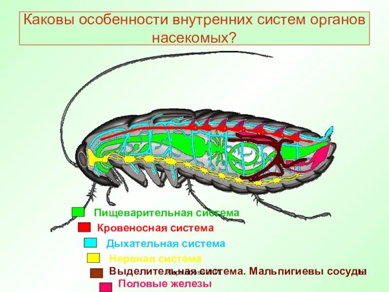 Системы органов насекомых. Внутренние органы насекомых. Органы кровеносной системы у насекомых. Система органов насекомых 7 класс биология. Насекомое работающее на компетентные органы