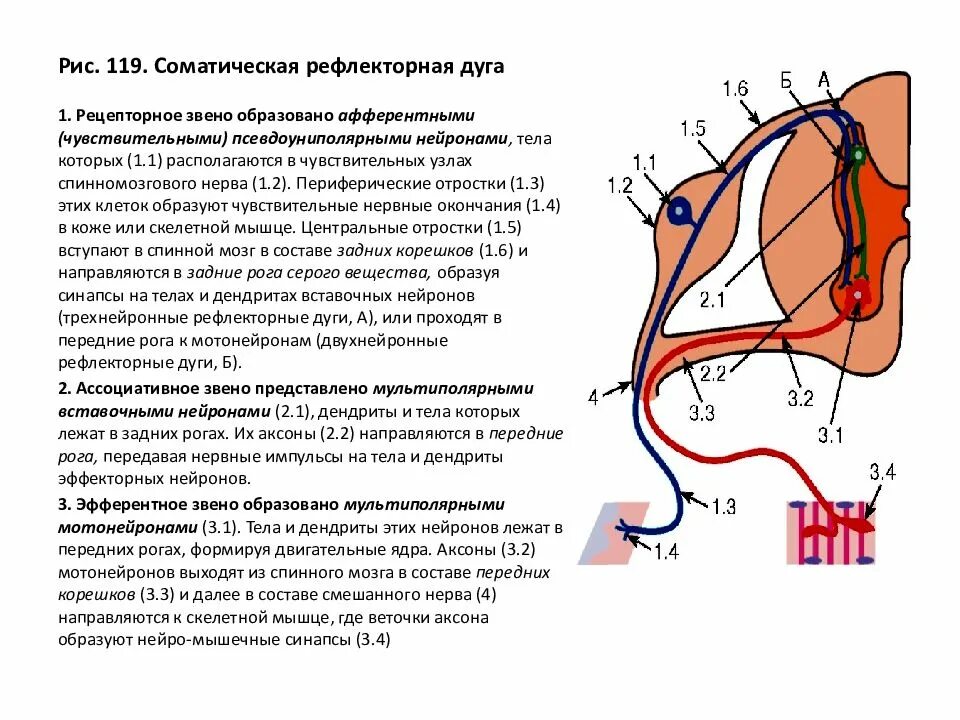 Звенья соматической рефлекторной дуги. Звенья рефлекторной дуги соматического рефлекса. Рефлекторная дуга соматического рефлекса. Схема рефлекторной дуги соматической нервной системы.