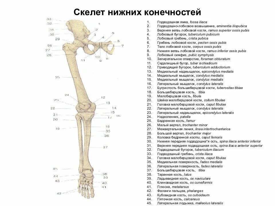 Кости нижней конечности вид спереди. Кости нижних конечностей анатомия строение. Кости нижней конечности схема. Перечислите кости нижней конечности человека.