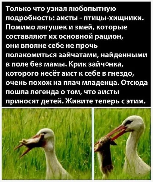 Как кричит аист. Мифы про аистов. аист приносит ребенка. детей приносят не аисты. почему аист приносит детей.