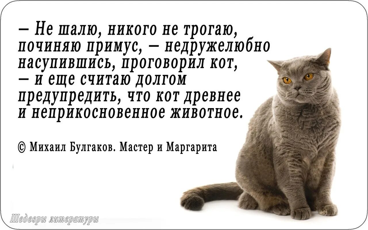 Сижу примус починяю никого. Не шалю никого не трогаю починяю примус цитата. кот бегемот не шалю никого не трогаю починяю примус. сижу починяю примус никого. никого не трогаю починяю.