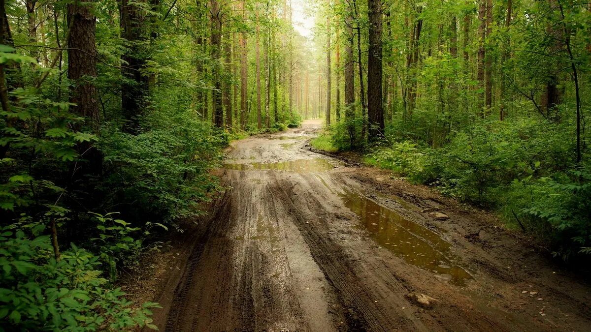 Дорога ведет в лес. Можаев Лесная дорога. Лес карельского перешейка. Дорога в лесу. Лесные дороги.
