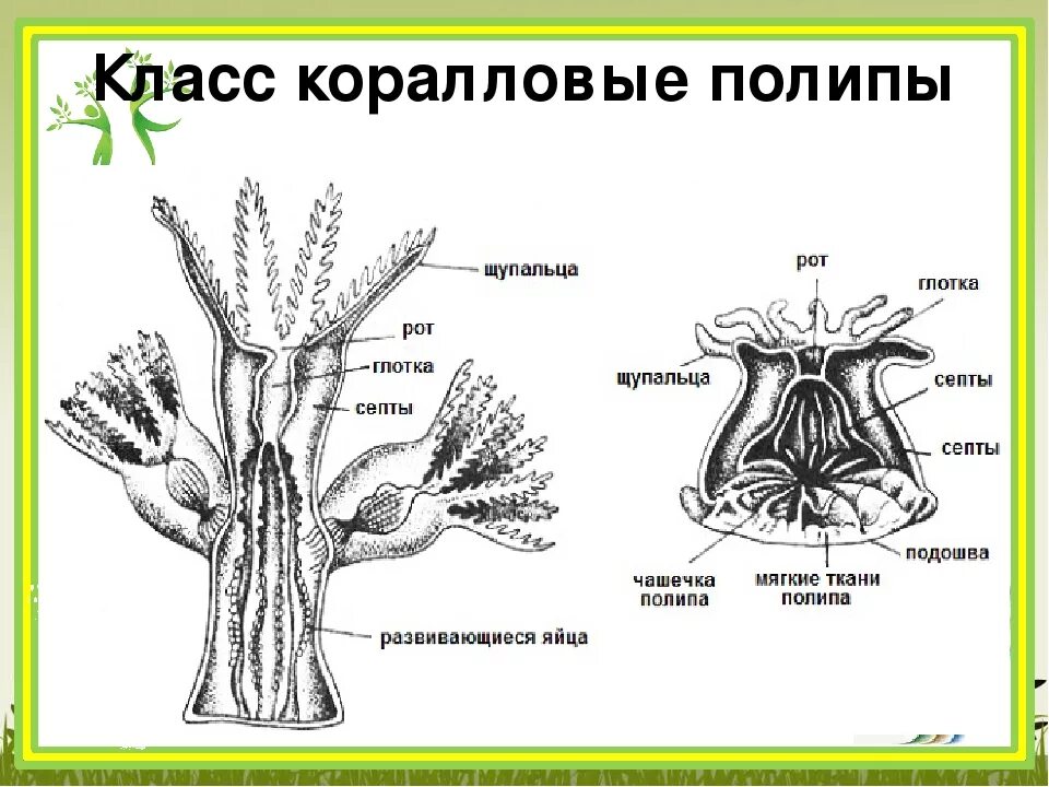 Коралловые полипы актинии строение. Строение коралловых полипов схема. Внутренне строение полипа. Выделительная система коралловых полипов.