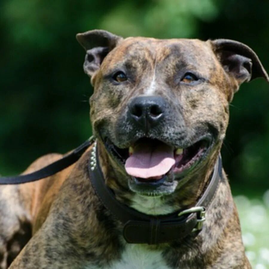 Аргентинский стаффордширский терьер черный. Аргентинский стаффордширский терьер. Стаффордширский терьер американский питбультерьер. Американский стаффордширский терьер бойцовская. Бойцовский стаффордширский.