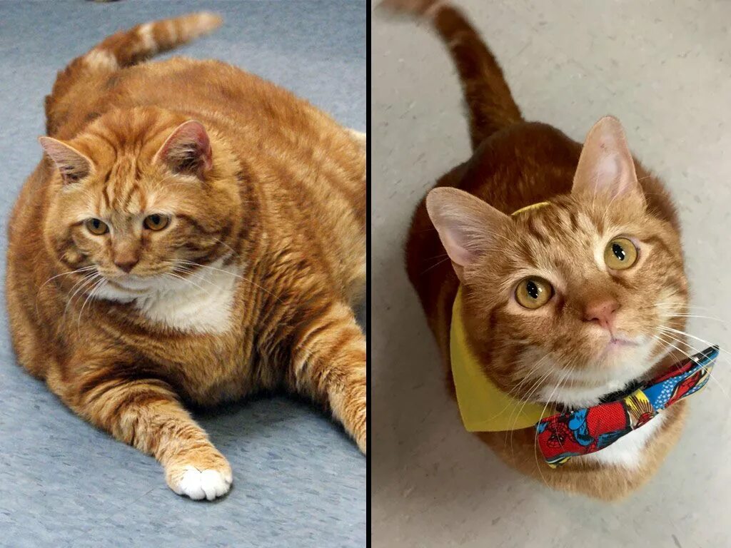 Кот худой не поправляется. Кошки скинни. тощий кот. худые коты. поджарые коты.