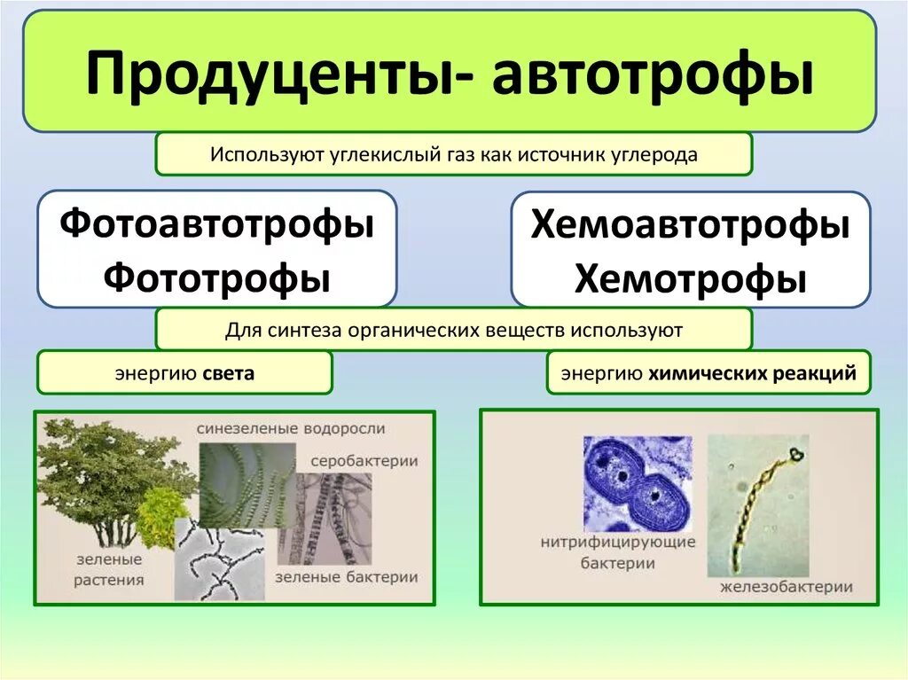 Автотрофный тип питания характерен