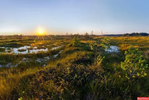 Камень болота