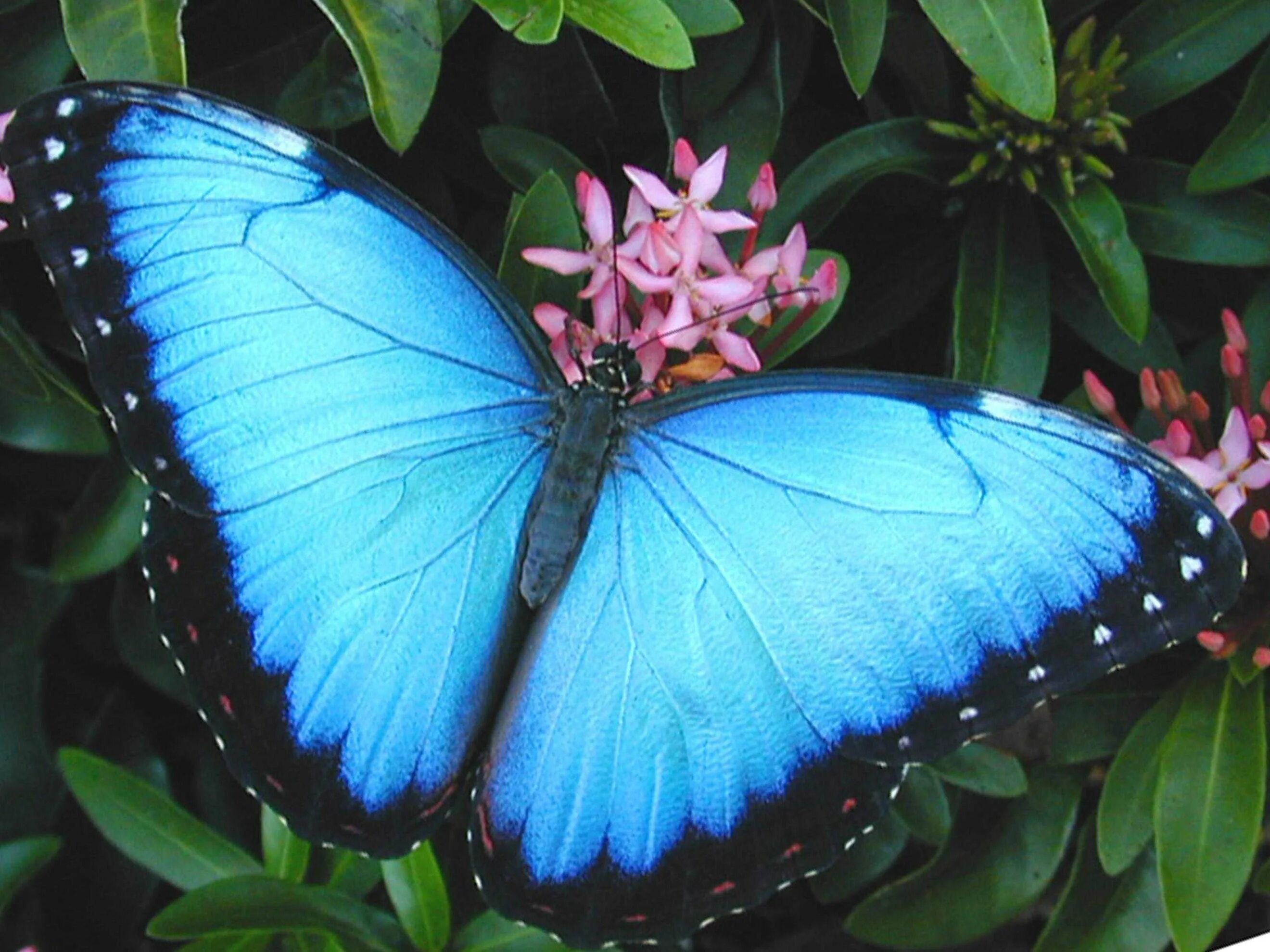 Название самых красивых бабочек. Бабочка Морфо Пелеида. Бабочка Блю Морфо Баттерфляй. Морфо Пелеидес бабочка. Мадагаскарская голубая бабочка.