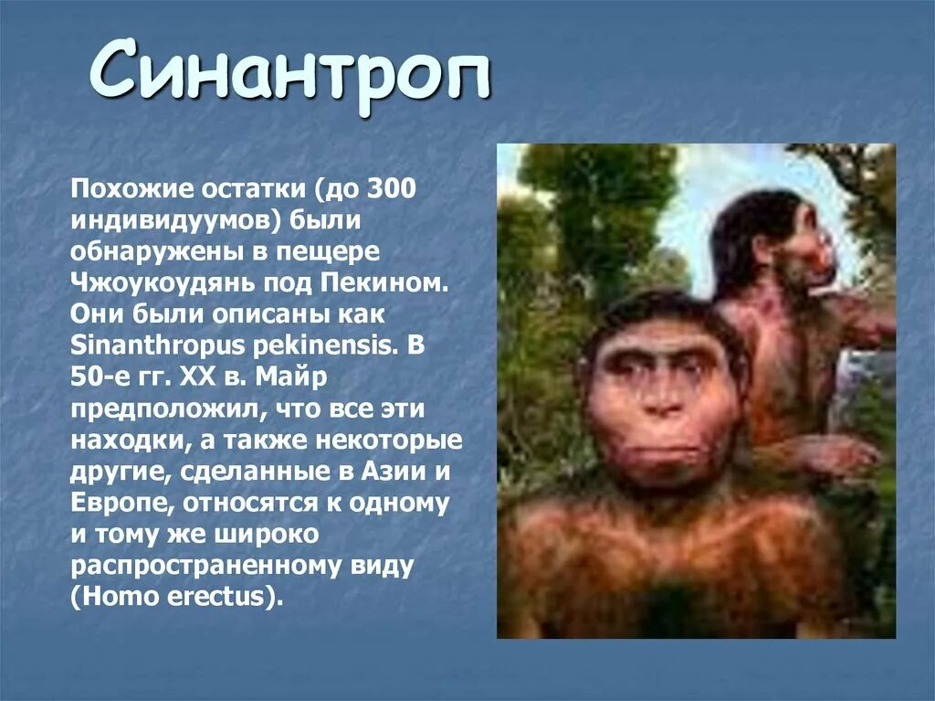 Выберите верные утверждения синантроп пекинский человек