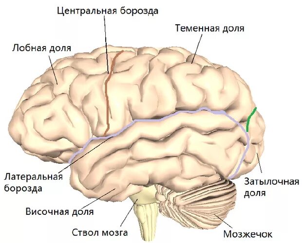 Центральная извилина мозга. Анатомия коры головного мозга доли борозды извилины. Борозды конечного мозга анатомия. Конечный мозг анатомия строение борозды. Теменная борозда мозга.