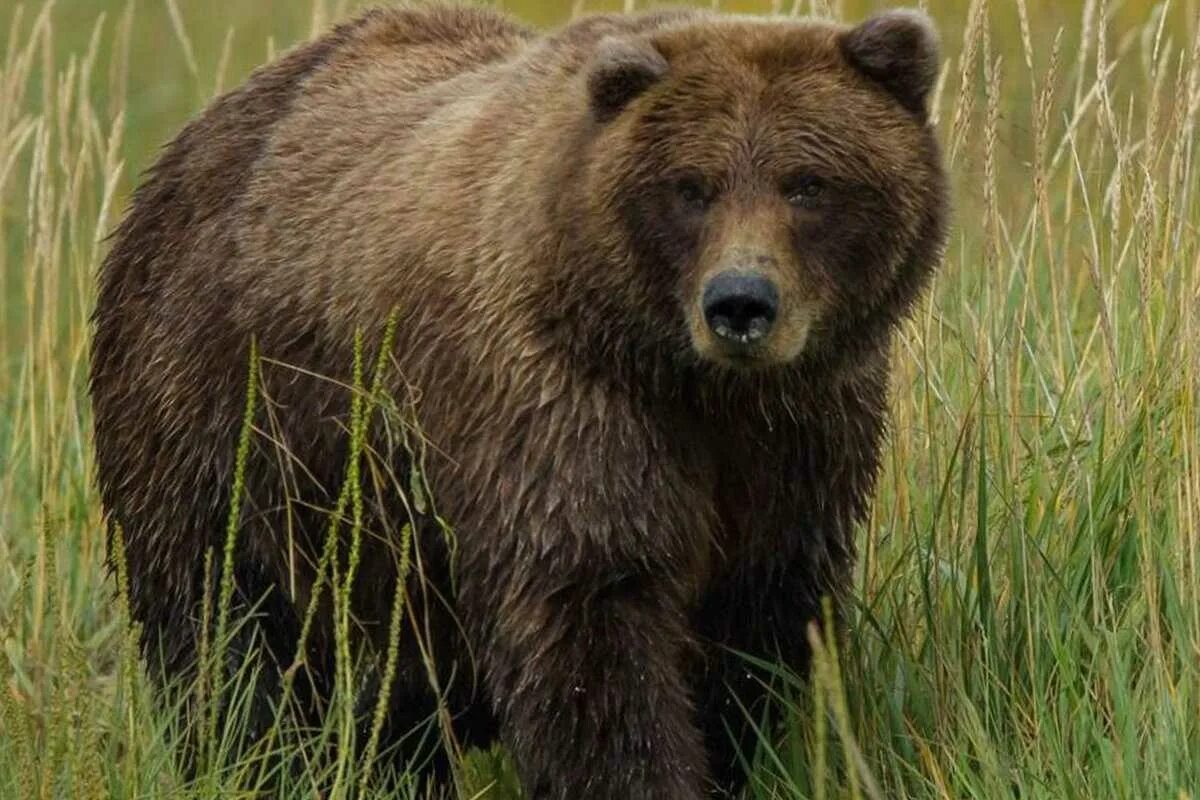 Калифорнийский бурый медведь. Европейский бурый медведь. Дальневосточный бурый медведь.  Ursus arctos collaris — Сибирский бурый медведь.
