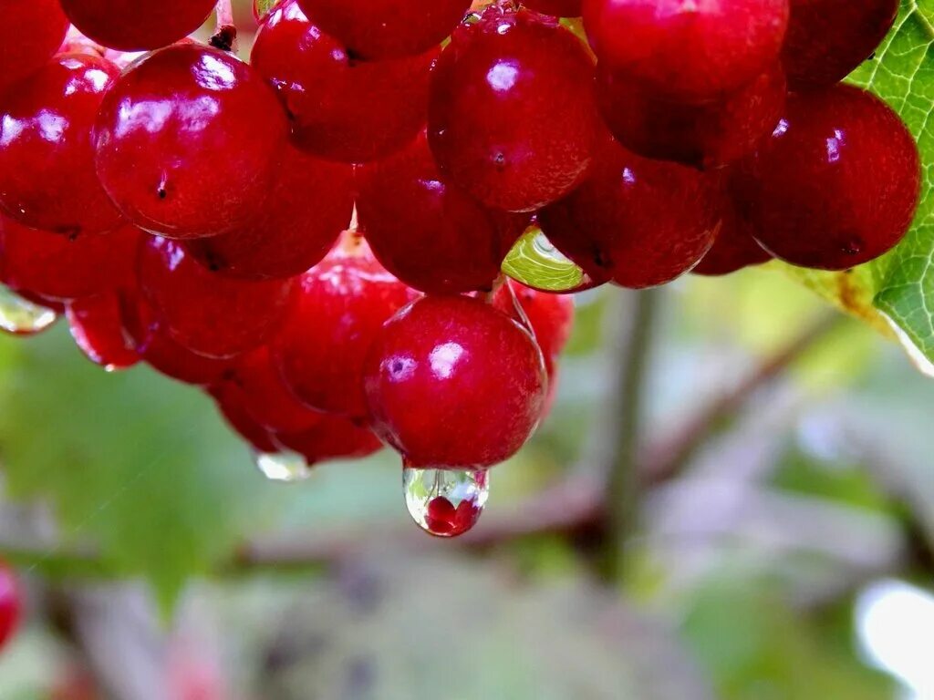 Калинник фото. Калинник. калина в каплями. калинник пузырчатый.