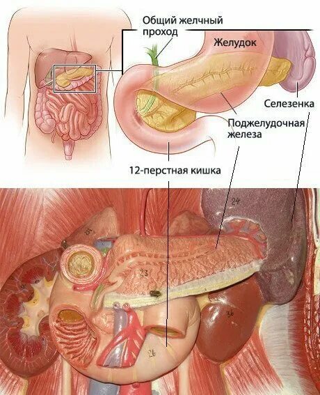Расположение поджелудочной железы в организме человека схема. Внутренние органы человека поджелудочная железа схема расположения. Желудок человека и поджелудочная. Желудок селезенка поджелудочная железа.