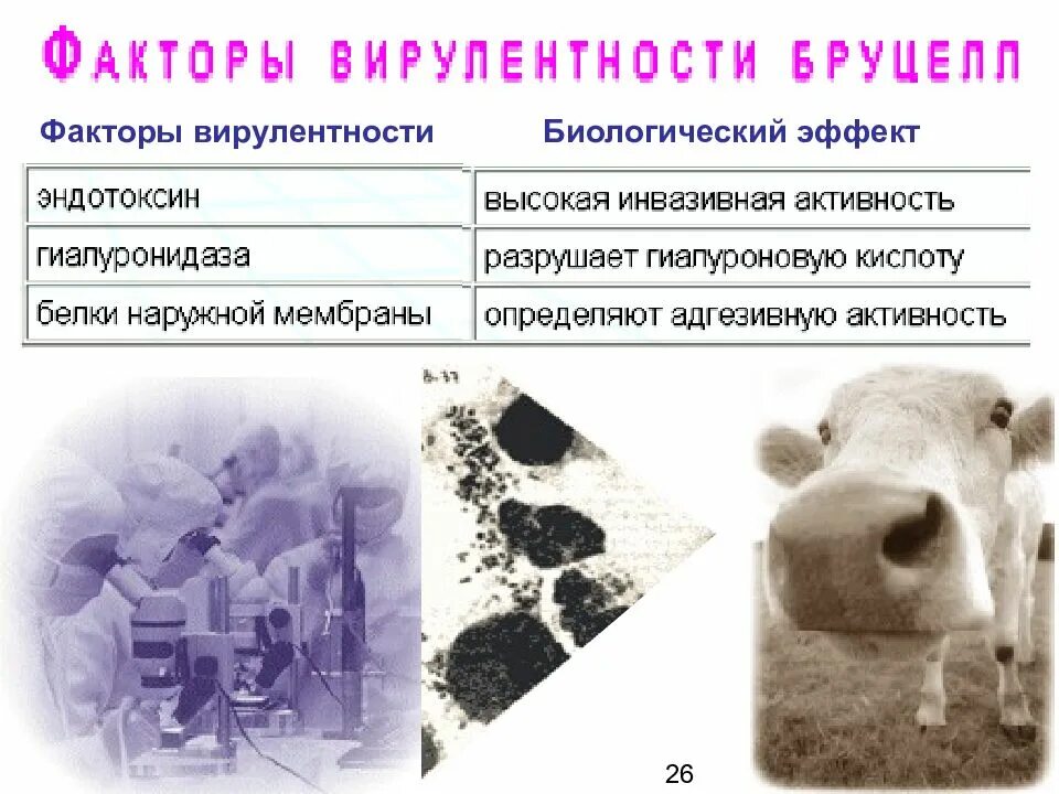 Бруцеллез распространение. Профилактика бруцеллеза. бруцеллез клиническая картина. презентация на тему бруцеллез.