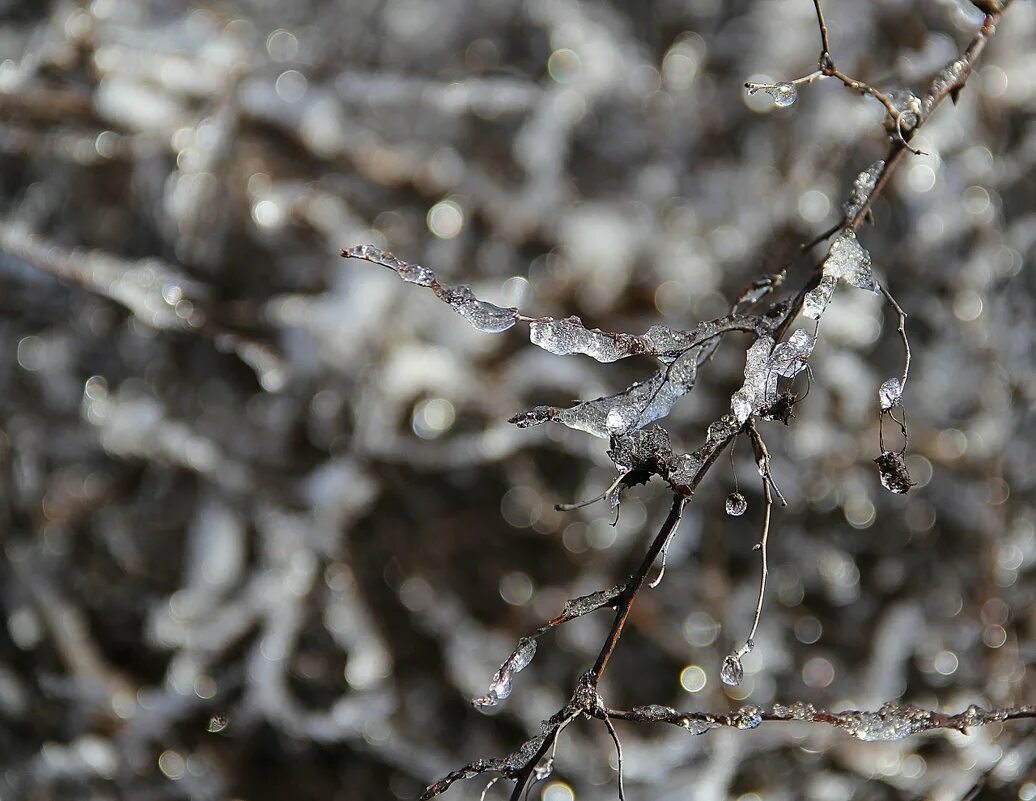 фото реального ветки. ледяные оковы локация. ледяные оковы вов скилл. ледяные оковы. снег и лед светло.