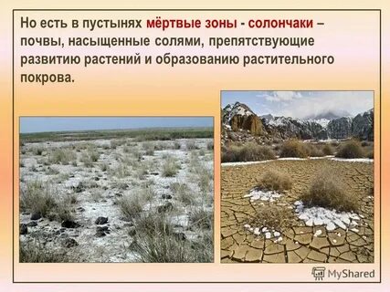 Природная зона пустыни почвы