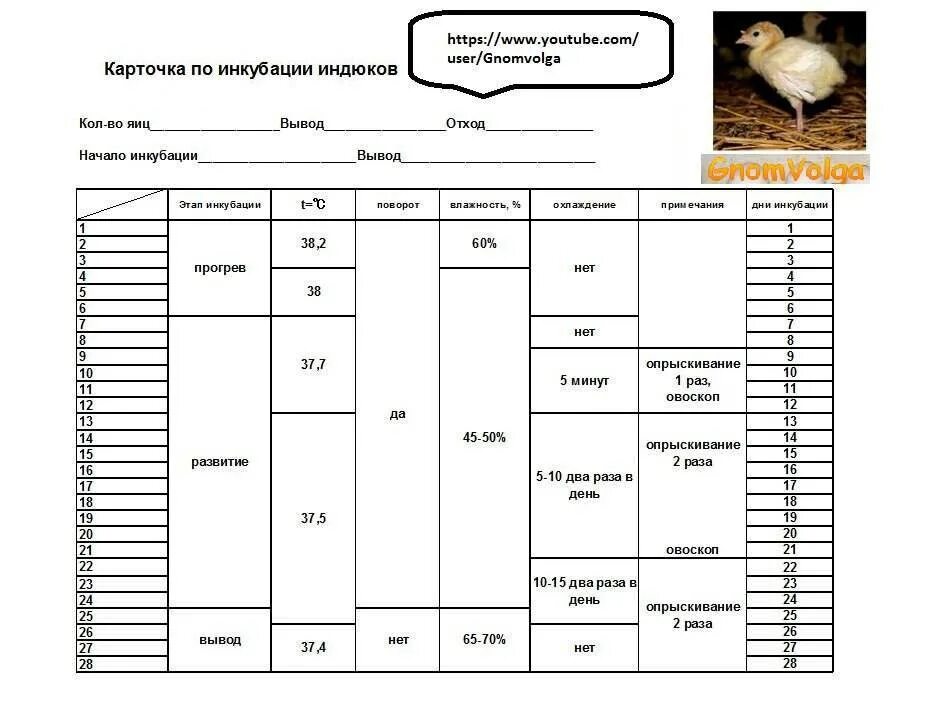 Через сколько вылупляются индоутки