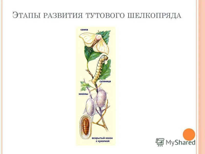 Какое развитие у шелкопряда. Этапы жизни тутового шелкопряда. Стадии развития тутового шелкопряда. Схема развития тутового шелкопряда. Шелкопряд фазы развития.