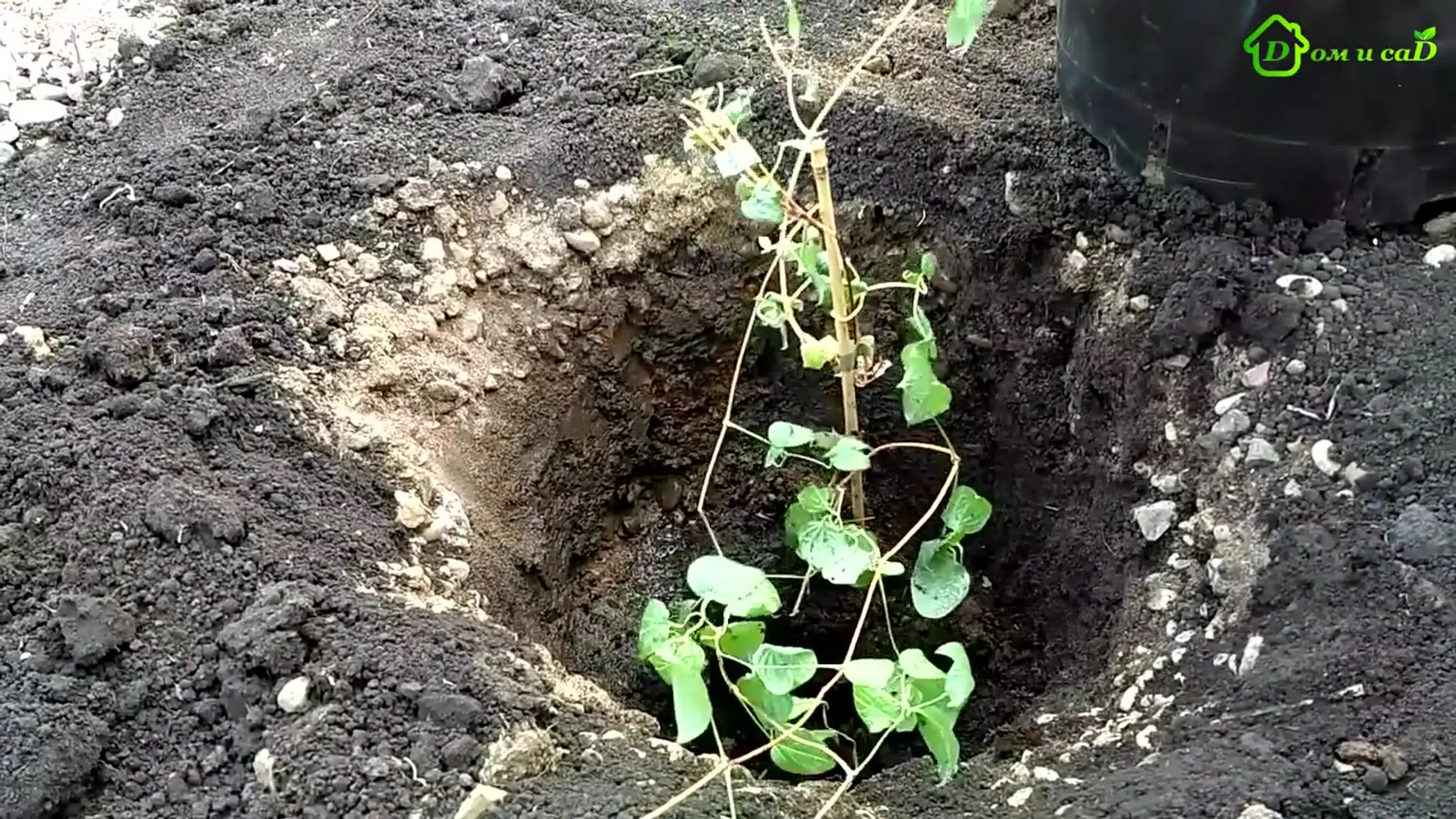 Высадка клематиса в грунт. Клематис садить. Посадка клематисов весной в открытый грунт. Клематис посадка. Клематис посадка в открытый грунт.