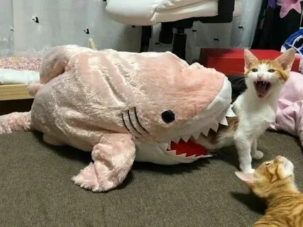 Смешные картинки с котами до слез