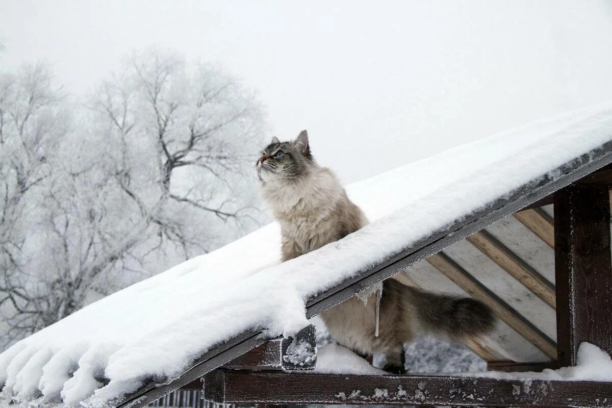 Зимние котики. Кот зимой. Кошка на улице зимой. Кот мерзнет. Где прячется зима