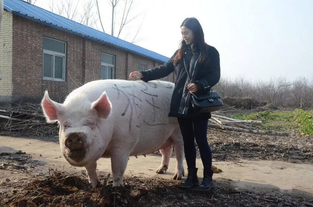 Big pig. Огромная свинья.