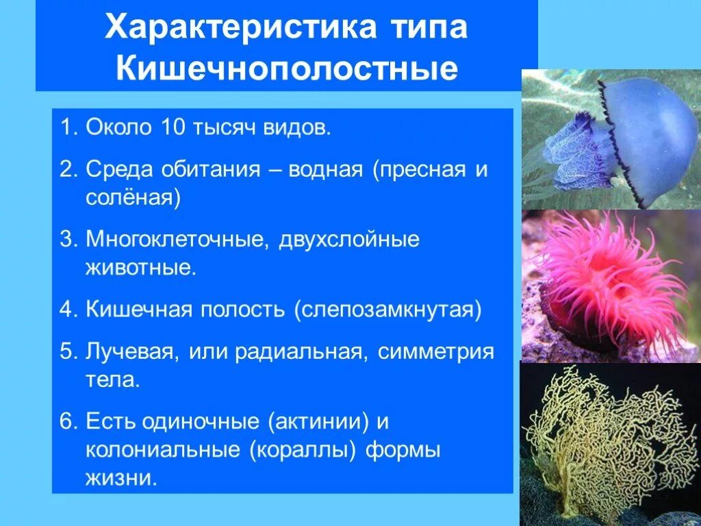 Таблица гидроидные сцифоидные коралловые полипы 7 класс. Характеристика типа Кишечнополостные. Колониальные Кишечнополостные. Представители кишечнополостных 5 класс биология. Характеристика Тип Кишечнополостные 7 класс.