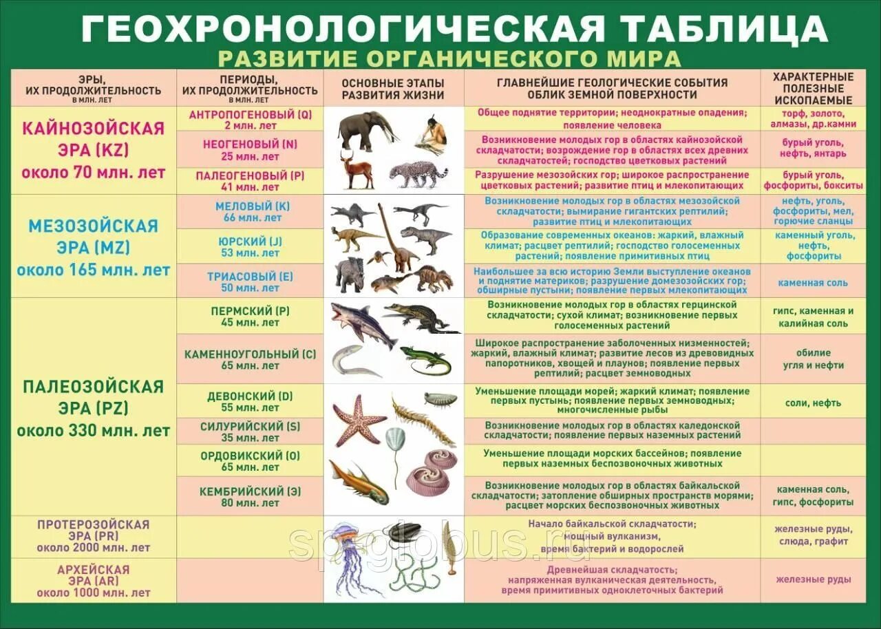 Начальный этап развития жизни биология. Таблица Геохронологическая таблица биология эволюции. Геохронологическая таблица Эра период животные растения.