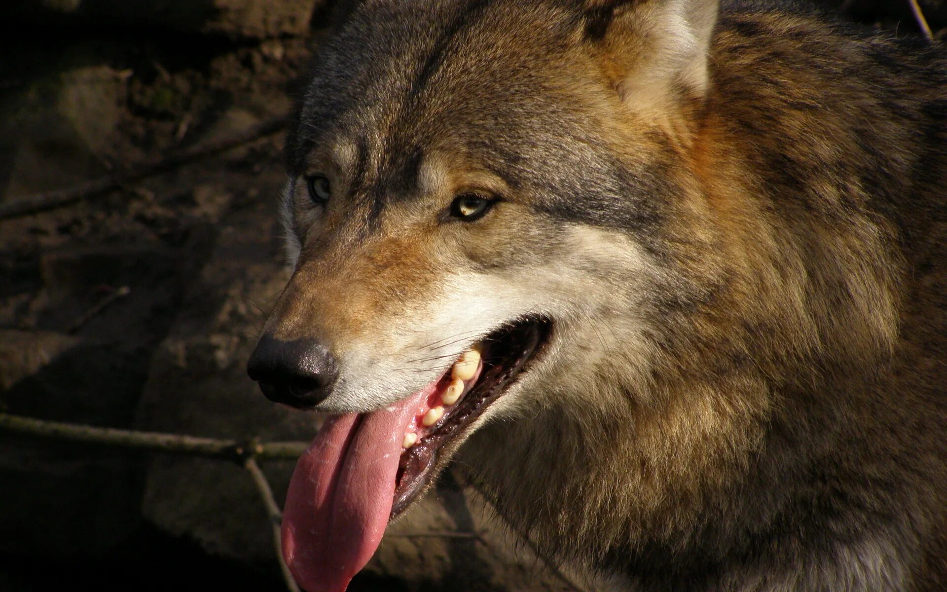 Пасть серого волка. Фото Волков. Язык волка. Волк с высунутым языком.