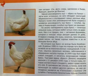 Куры тетра описание