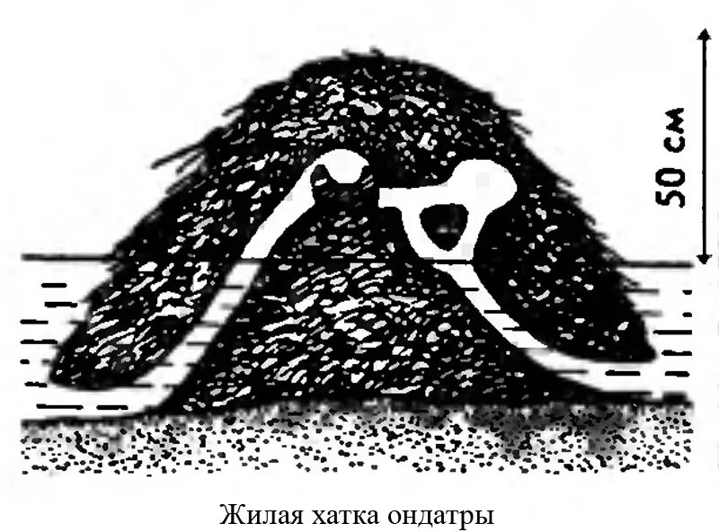 Хатка ондатры. Жилище ондатры. Домик ондатры. Хатка ондатры схема. Схема бобра