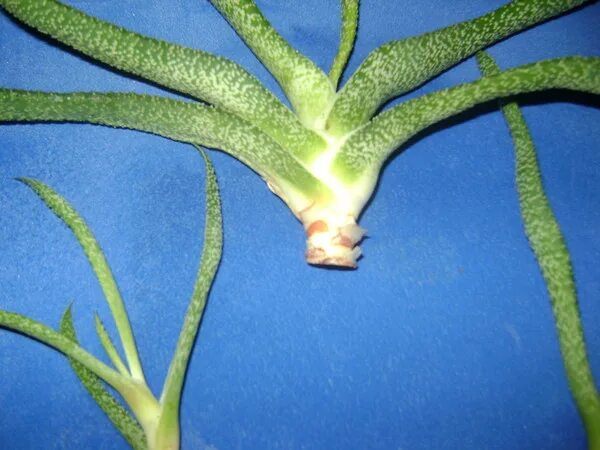 Алоэ спасает. Алоэ вера загнивают листья. Корневая гниль алоэ. Алоэ коричневое. Корни алоэ.