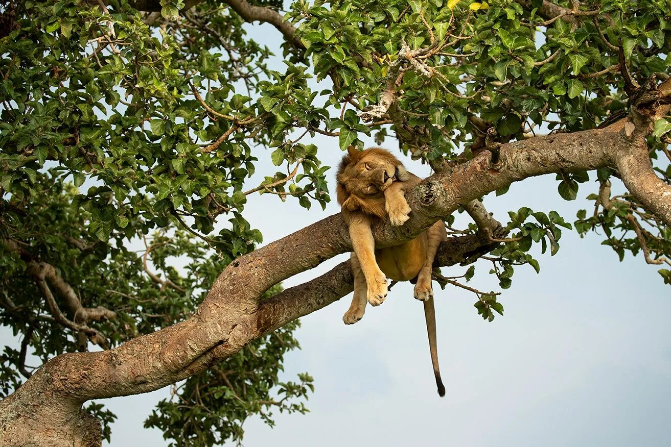 Лев дерево яйца. Lion Climb a Tree. Lion Climbing. Олимпийская проклятье деревья Лев. Видит сидит на дереве