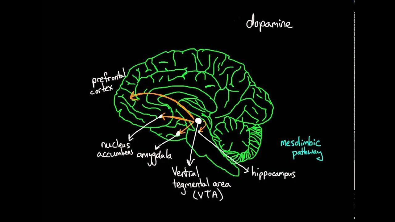 Brain по русски. Reward System in the Brain. Система вознаграждения мозга. Центр вознаграждения в мозге. Система награды мозга.