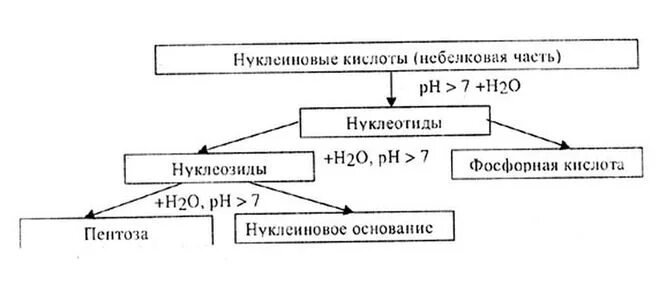 Продукты гидролиза нуклеиновых кислот