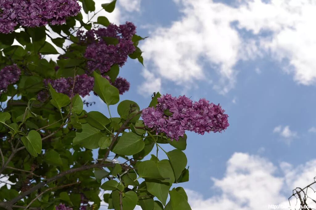 Одинокая ветка сирени. Включи песню сирени. Включи песню сирени. Сирень музыкальная. Сирень сорт сергей рахманинов.