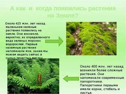 Растение 1 разбор
