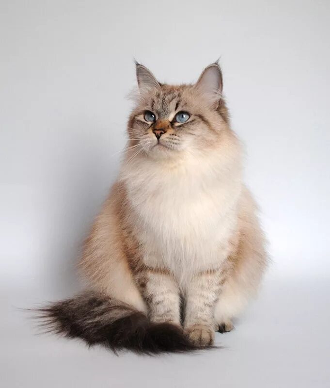 Сибирский невский маскарадная порода кошек. Невская маскарадная. Невса я маскарадная кошка. Сибирская невская маскарадная кошка. Невская маскарадная кот.