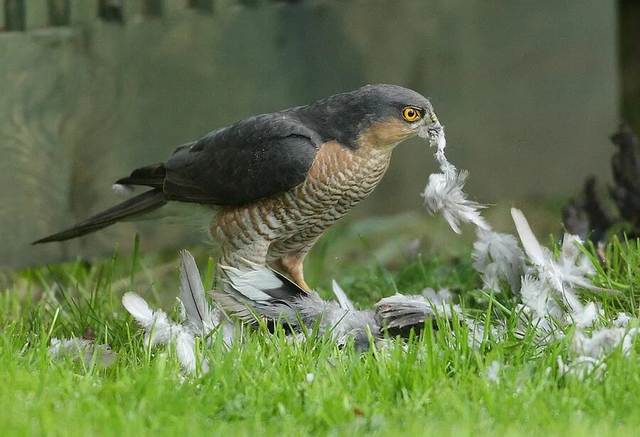 Птица ястреб перепелятник. Гнездо ястреба перепелятника. Ястреб-перепелятник. Краснобрюхий перепелятник. Ястреб-тетеревятник.