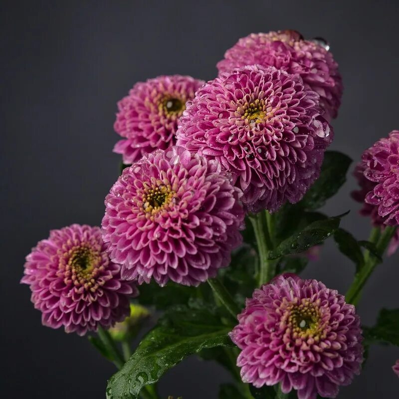 Голландская хризантема фото Настоящий прорыв в мире хризантем Milele Flowers кенийские розы оптом, купит