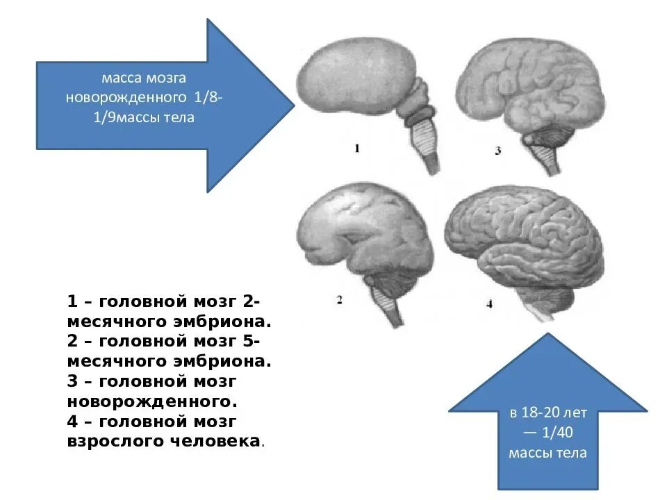 Объем головного мозга наибольшее. Характеристика новорожденного ребенка нервная система. Строение головного мозга для детей. Строение мозга новорожденного. Развитие головного мозга у новорожденных.