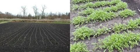 Как всходит фацелия после посева