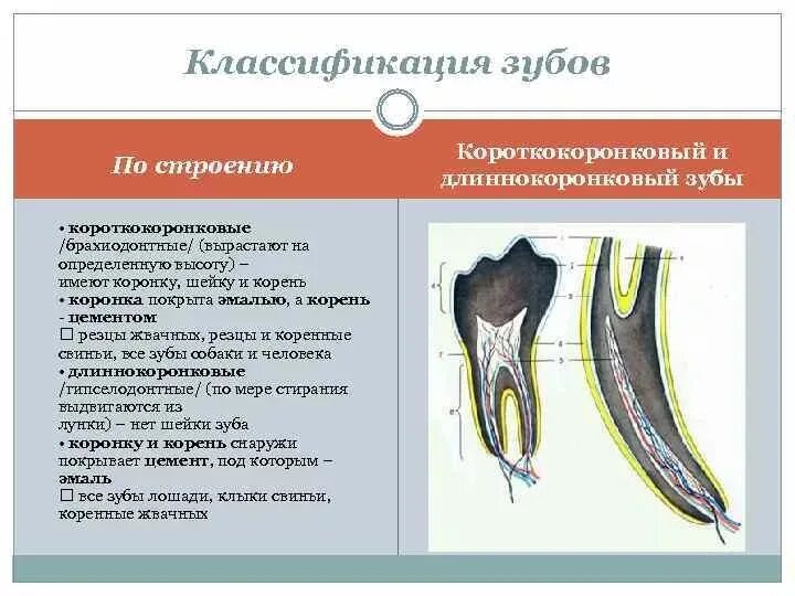 Особенности зубной системы парнокопытных. Классификация зубов. Строение короткоеоронкового зуба. Классификация зубов анатомия. Строение короткокоронкового зуба.